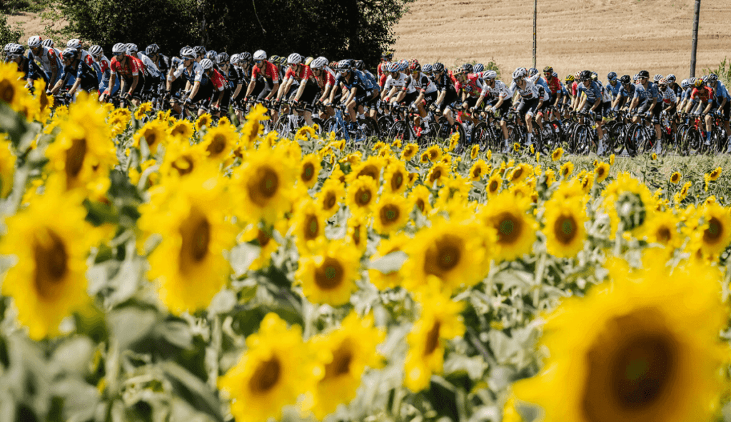 A híres napraforgótáblás kép a Tour de France mezőnyével