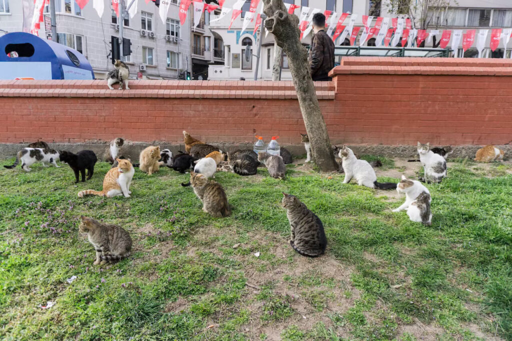 Isztambuli macskák