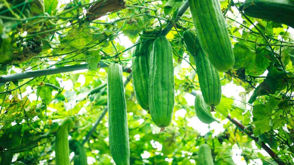 Luffa